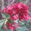  Genevieve Botti - Centranthus ruber (L.) DC.