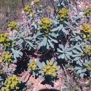 Photographie n°74440 du taxon Euphorbia nicaeensis All. [1785]