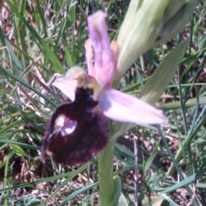 Photographie n°74442 du taxon Ophrys bertolonii subsp. magniflora (Melki & Geniez) R.Soca [2001]