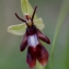  Liliane Roubaudi - Ophrys insectifera L. [1753]