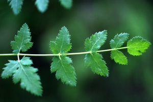 Liliane Roubaudi, le 19 mai 2012 (Chitry)