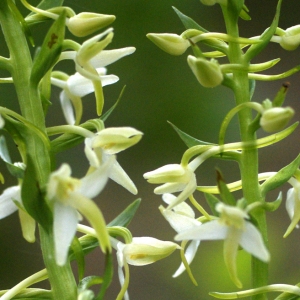 Photographie n°74468 du taxon Platanthera bifolia (L.) Rich. [1817]