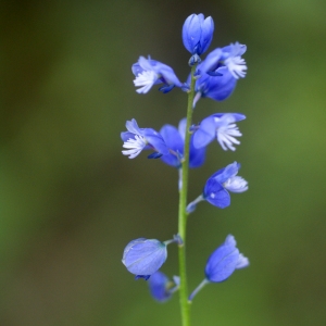 Photographie n°74470 du taxon Polygala vulgaris L. [1753]