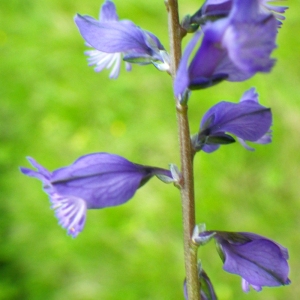 Photographie n°74471 du taxon Polygala vulgaris L. [1753]