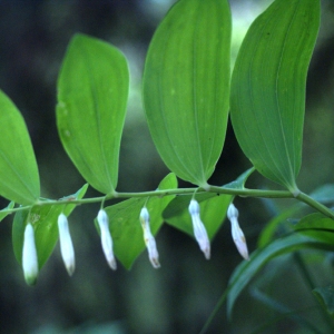 Photographie n°74478 du taxon Polygonatum odoratum (Mill.) Druce [1906]