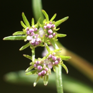 Photographie n°74489 du taxon Valerianella olitoria (L.) Pollich [1776]