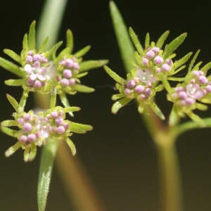 Photographie n°74491 du taxon Valerianella olitoria (L.) Pollich [1776]