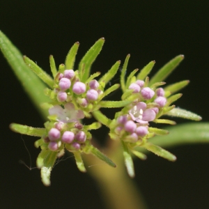 Valerianella locusta (L.) Laterr.