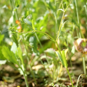 Photographie n°74493 du taxon Valerianella olitoria (L.) Pollich [1776]