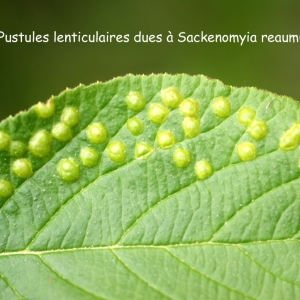 Photographie n°74495 du taxon Viburnum lantana L. [1753]