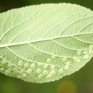 Photographie n°74496 du taxon Viburnum lantana L. [1753]