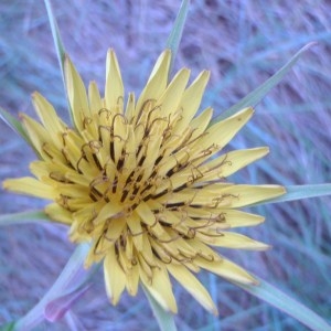 Photographie n°74510 du taxon Tragopogon dubius Scop. [1772]