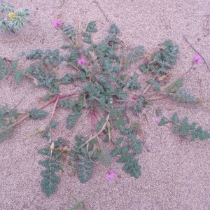 Photographie n°74516 du taxon Erodium cicutarium (L.) L'Hér.