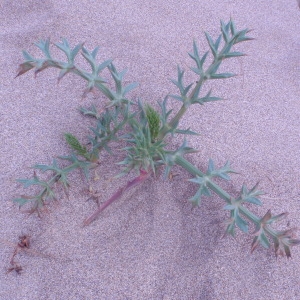 Photographie n°74518 du taxon Echinophora spinosa L. [1753]