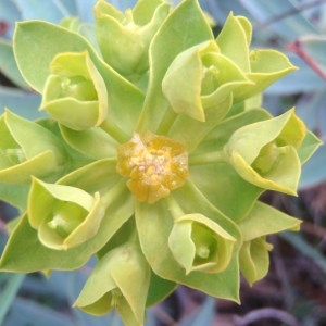 Photographie n°74539 du taxon Euphorbia nicaeensis All. [1785]