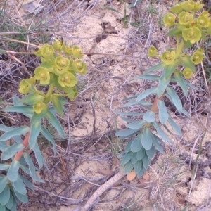 Photographie n°74541 du taxon Euphorbia nicaeensis All. [1785]