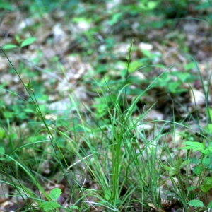 Photographie n°74553 du taxon Carex pallescens L. [1753]