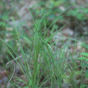 Photographie n°74554 du taxon Carex pallescens L. [1753]