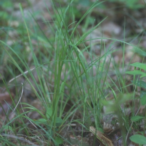 Photographie n°74555 du taxon Carex pallescens L. [1753]