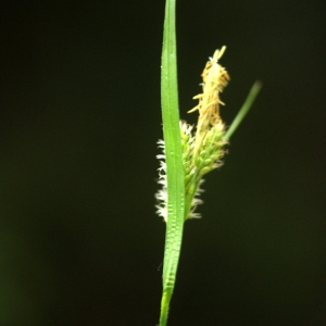 Photographie n°74556 du taxon Carex pallescens L. [1753]