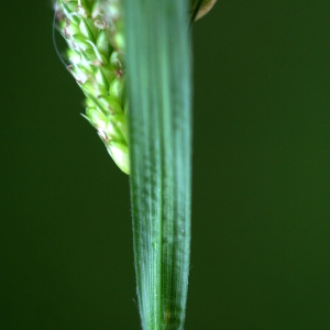 Photographie n°74557 du taxon Carex pallescens L. [1753]