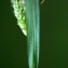  Liliane Roubaudi - Carex pallescens L. [1753]