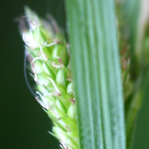 Photographie n°74558 du taxon Carex pallescens L. [1753]