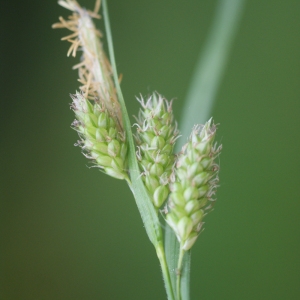 Photographie n°74559 du taxon Carex pallescens L. [1753]