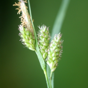 Photographie n°74560 du taxon Carex pallescens L. [1753]