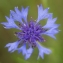  Liliane Roubaudi - Centaurea cyanus L. [1753]