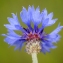  Liliane Roubaudi - Centaurea cyanus L. [1753]