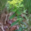  Liliane Roubaudi - Euphorbia villosa Waldst. & Kit. ex Willd. [1799]