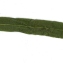 Liliane Roubaudi - Euphorbia villosa Waldst. & Kit. ex Willd. [1799]