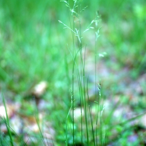 Photographie n°74583 du taxon Festuca tenuifolia Sibth. [1794]