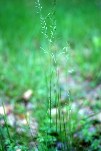 Liliane Roubaudi, le 20 mai 2012 (Cosne-Cours-sur-Loire (Les Mollets))