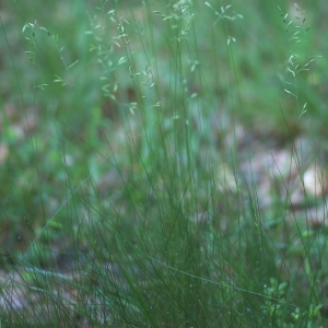  - Festuca tenuifolia Sibth. [1794]