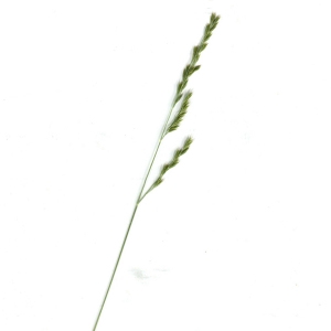 Festuca bicurvata Gand. (Fétuque à feuilles capillaires)