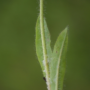 Photographie n°74589 du taxon Hieracium pratense Tausch [1828]