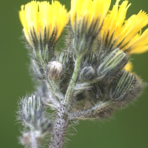 Photographie n°74594 du taxon Hieracium pratense Tausch [1828]