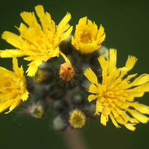  - Hieracium pratense Tausch [1828]