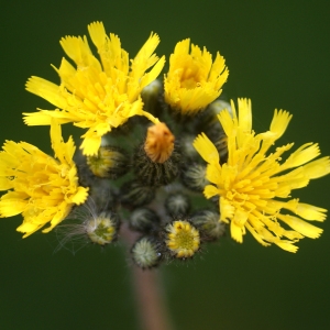 Hieracium collinum sensu H.J.Coste (Piloselle cespiteuse)