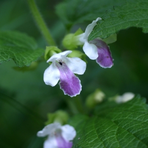 Photographie n°74599 du taxon Melittis melissophyllum L.