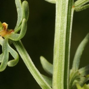 Photographie n°74603 du taxon Reseda jacquinii Rchb.