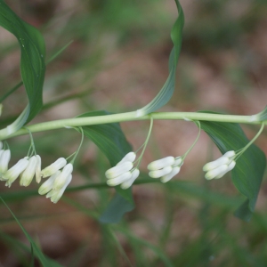 Photographie n°74606 du taxon Polygonatum multiflorum (L.) All. [1785]