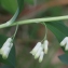  Liliane Roubaudi - Polygonatum multiflorum (L.) All. [1785]