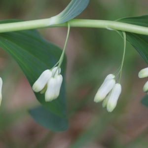 Photographie n°74609 du taxon Polygonatum multiflorum (L.) All. [1785]