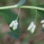  Liliane Roubaudi - Polygonatum multiflorum (L.) All. [1785]