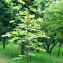  Liliane Roubaudi - Acer obtusatum Waldst. & Kit. ex Willd. [1806]