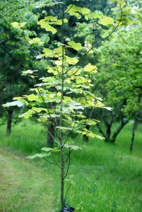 Liliane Roubaudi, le 18 mai 2012 (Cosne-Cours-sur-Loire (les Mollets))