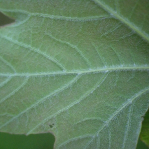 Acer bosniacum K.Maly (Érable à feuilles obtuses)